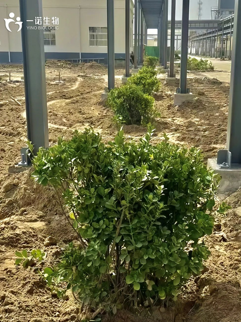 绿色工厂实践,绿色工厂建设,生物基材料厂家,生产厂家