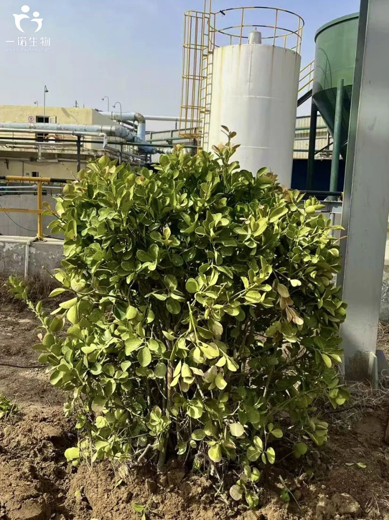 山东地区企业环保行动,绿色化工发展理念,生物质材料